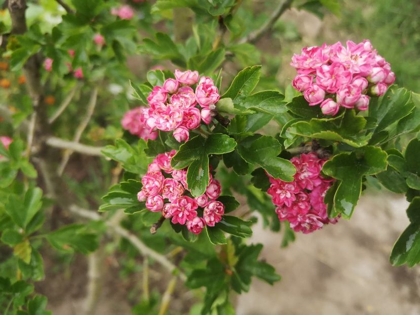 paducel rosu - arbori ornamentali 2023