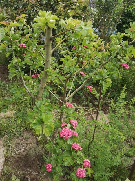  - arbori ornamentali 2023