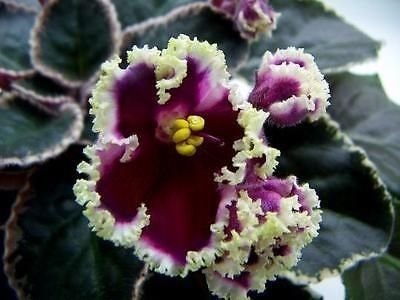 LE Flamenko - 0 violete mai 2003-frunze yanasi