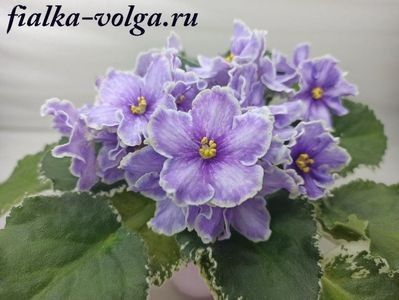 VaT Kholodnoe Serdtse - 0 violete mai 2003-frunze yanasi