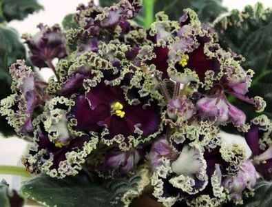 RS Don Zhuan sp - 0 violete mai 2003-frunze yanasi