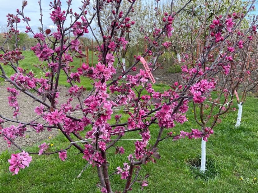 6HLOND4848 - SIMONTORNYAI ---- pulpa rosie