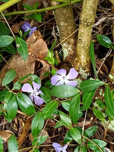 Img.2023.03.25 - Zu-Cele mai frumoase grădini