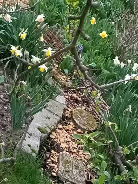 Img.2023.03.25- - Zu-Cele mai frumoase grădini