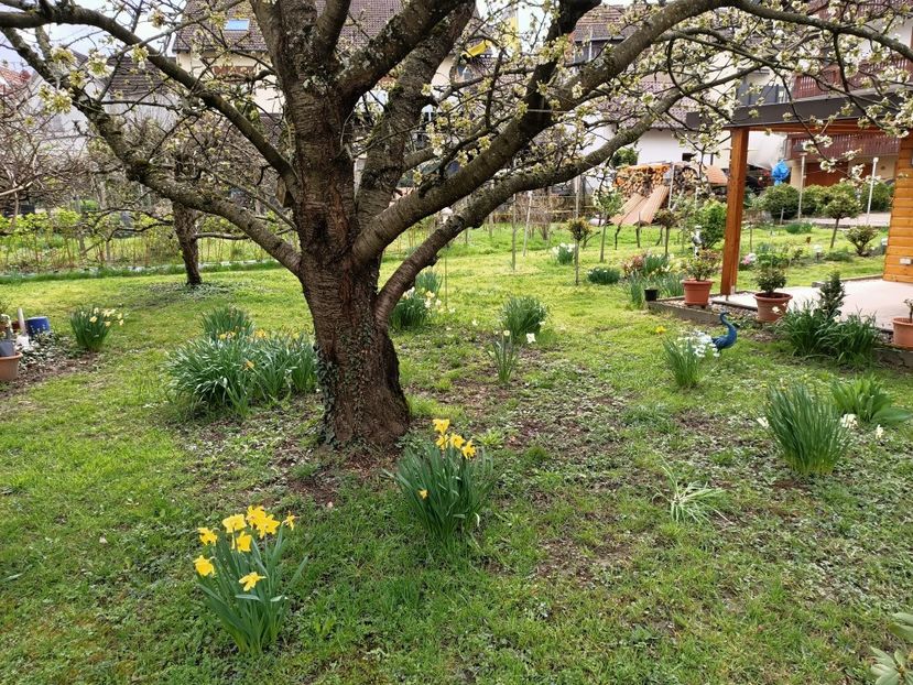 Img.2023.04.03 - Zu-Cele mai frumoase grădini