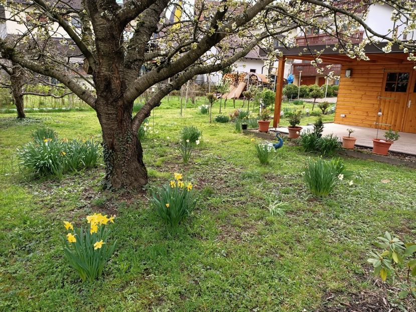 Img.2023.04.03 - Zu-Cele mai frumoase grădini