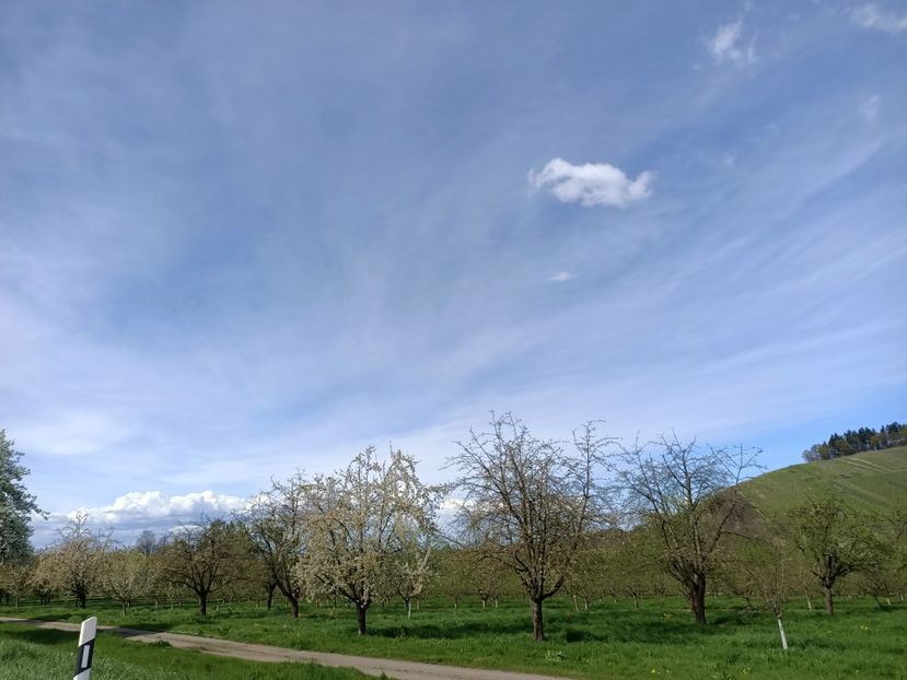 Img.2023.04.14- livada de cireși - Zu-Cele mai frumoase grădini