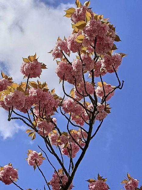 Img.2023.04.20 - Zu-Cele mai frumoase grădini