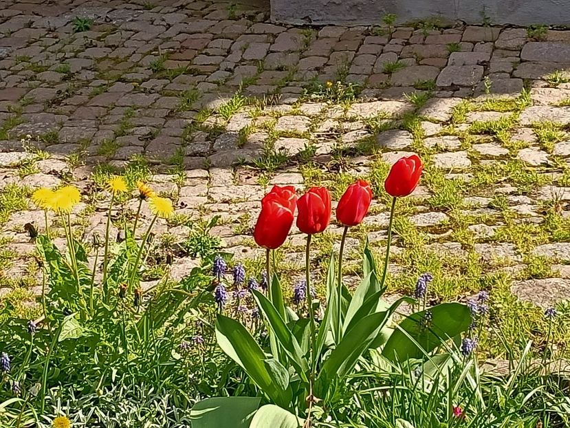 Img.2023.04.20 - Zu-Cele mai frumoase grădini