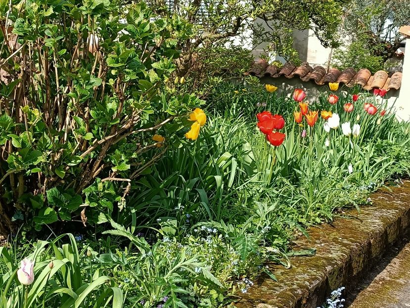 Img.2023.04.20 - Zu-Cele mai frumoase grădini