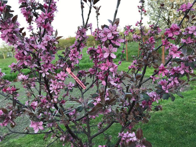 6IMG_9861 - SIMONTORNYAI ---- pulpa rosie