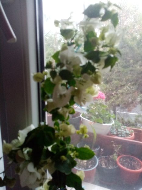 Buga alba, floare mare 70 lei - Mai 2023