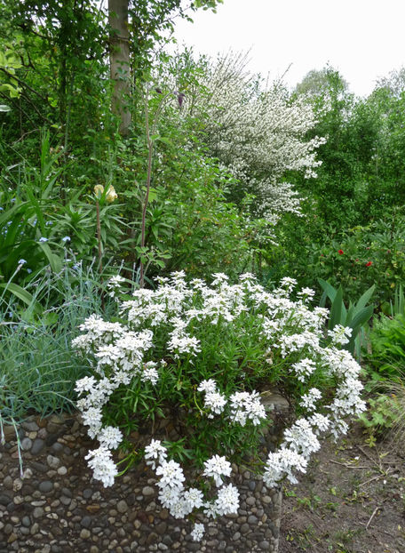  - 2023 - 01 - Primavara