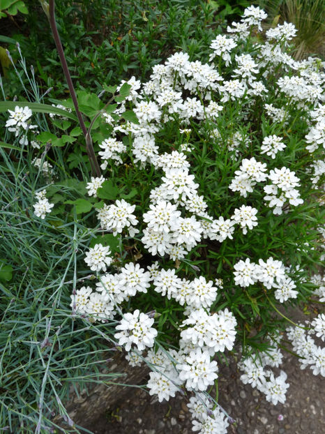  - 2023 - 01 - Primavara