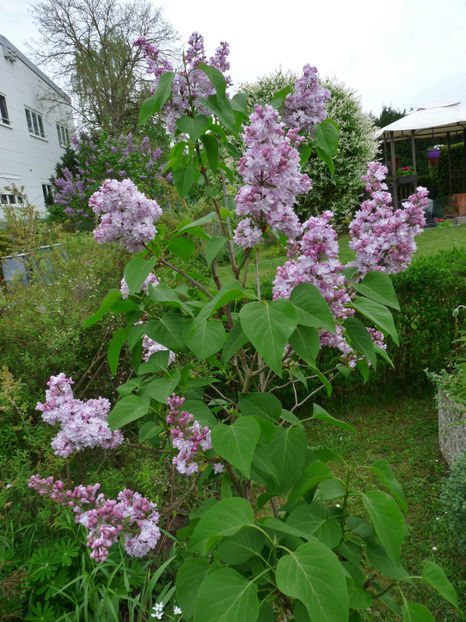  - 2023 - 01 - Primavara