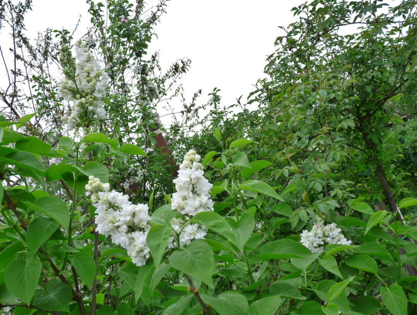  - 2023 - 01 - Primavara