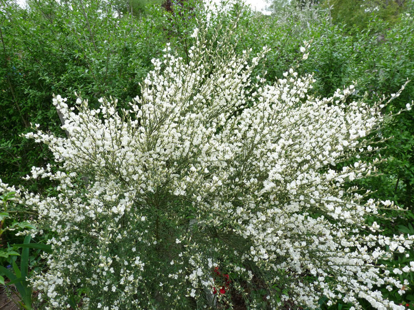  - 2023 - 01 - Primavara