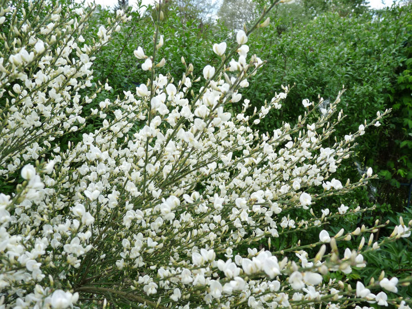  - 2023 - 01 - Primavara