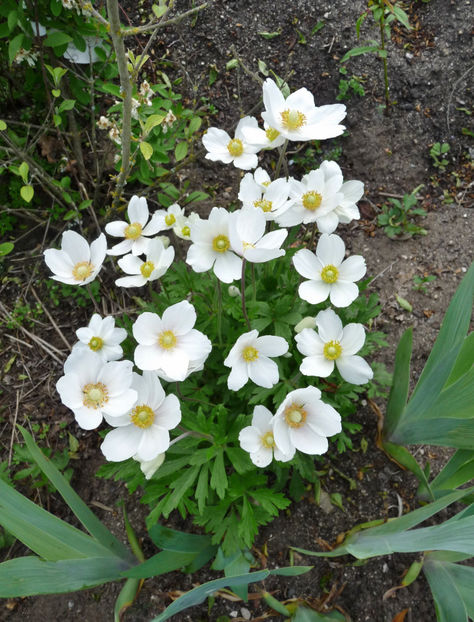  - 2023 - 01 - Primavara