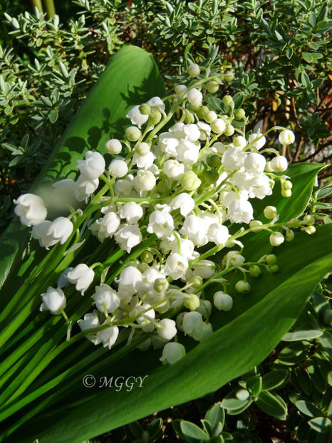 © - 2023 - 01 - Primavara