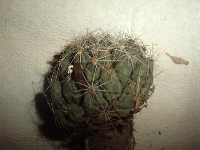 Dolichothele sphaerica-Magdolna - cactusi si florile lor