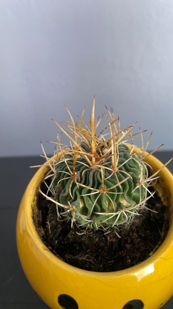 Stenocactus crispatus lamellosus - Cactusi si suculente