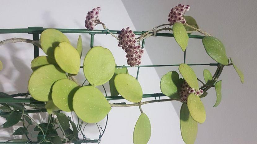  - Obovata
