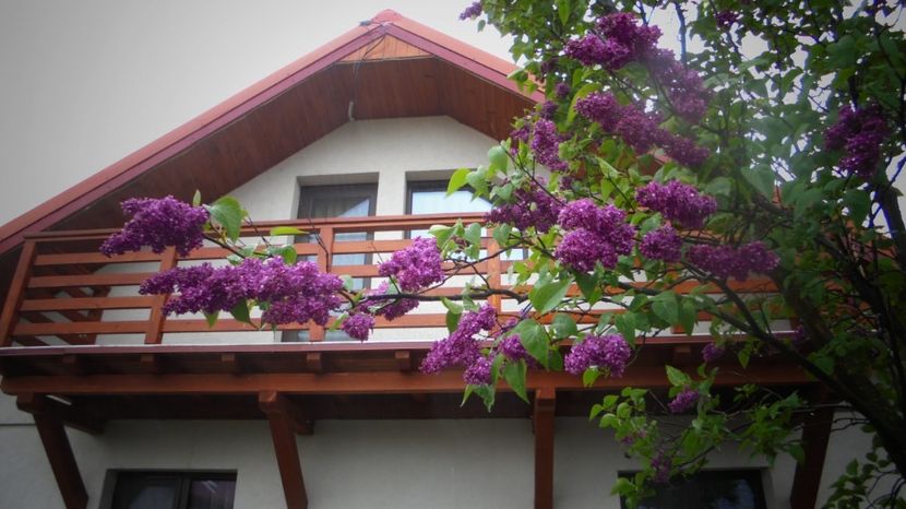  - Splendori in gradina