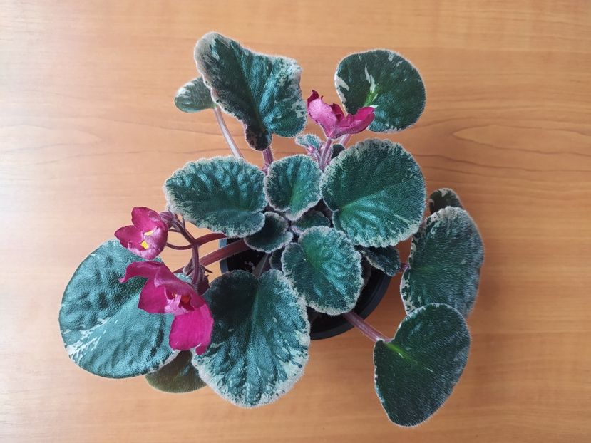 9 mai 2023 - Red Sun Rising