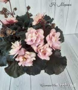 Н-Марика - N-Marika