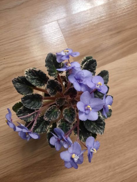  - Dean s Lavender Blue