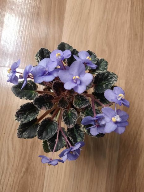  - Dean s Lavender Blue