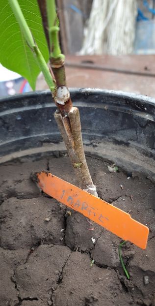 Piersic claudel - Altoire 2023