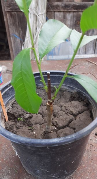 Piersic claudel in prun - Altoire 2023