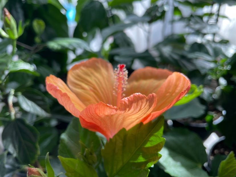 Adonicus Orange - 001 - Hibiscusi