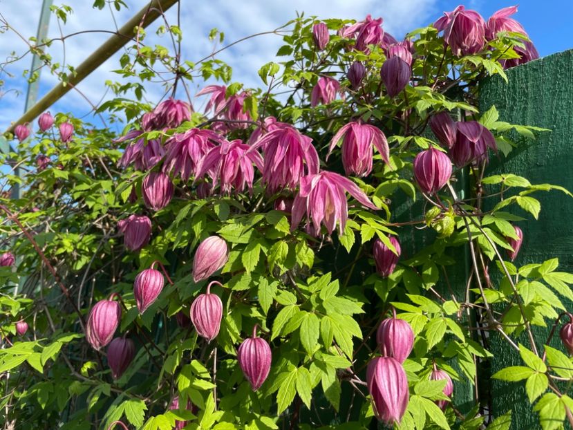 49DF8419-3CB4-4288-BA8F-43B65F25A3FE - 01 Primăvara 2023