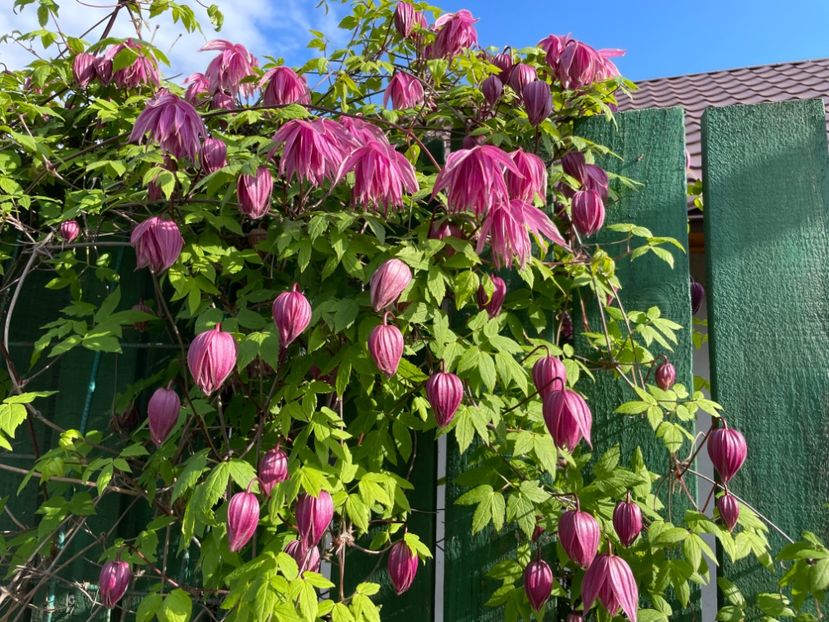 43E63A2E-3B1A-4125-9BB5-C228498B457C - 01 Primăvara 2023