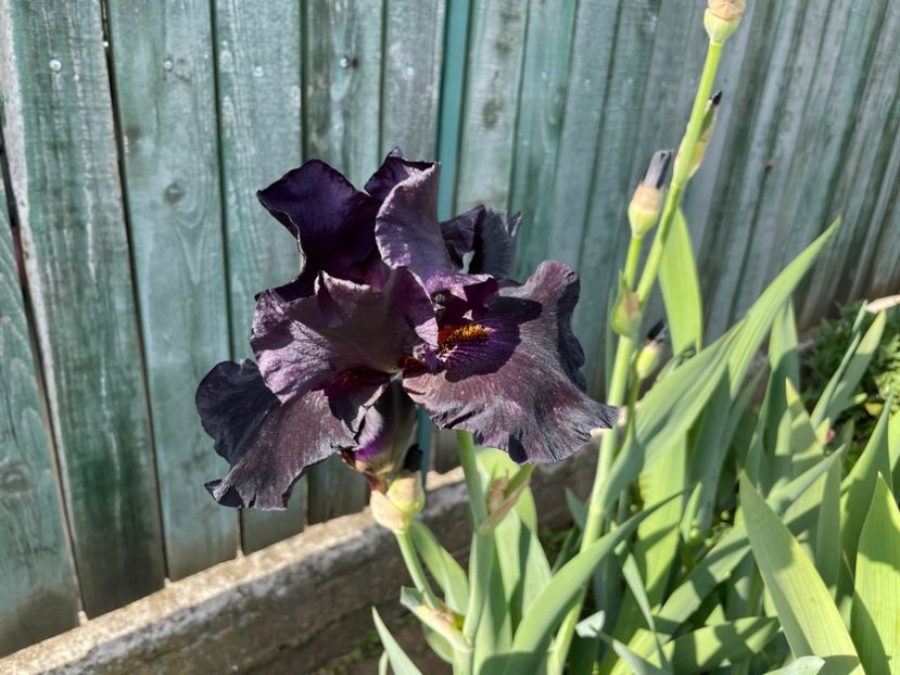 F53587F4-512B-403A-B062-C54FFBDD3DDC - 01 Primăvara 2023