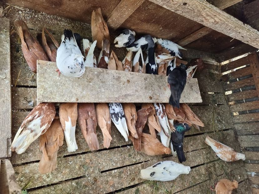  - 8-Jucatorii de Ardeal vechi