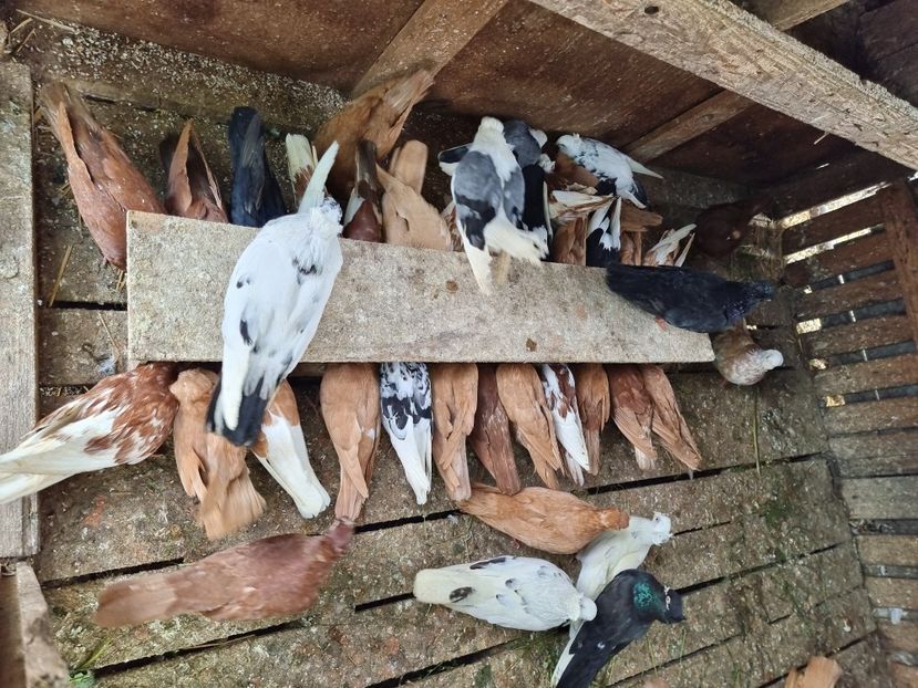  - 8-Jucatorii de Ardeal vechi