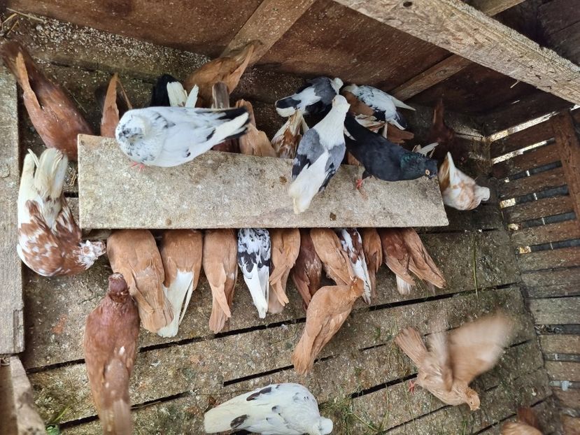  - 8-Jucatorii de Ardeal vechi