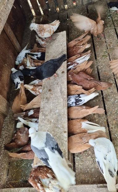  - 8-Jucatorii de Ardeal vechi