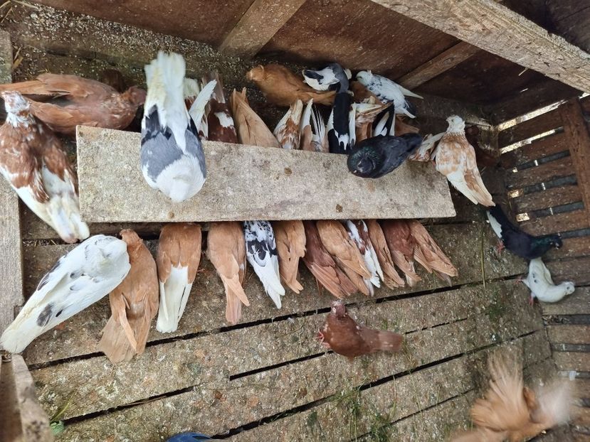  - 8-Jucatorii de Ardeal vechi