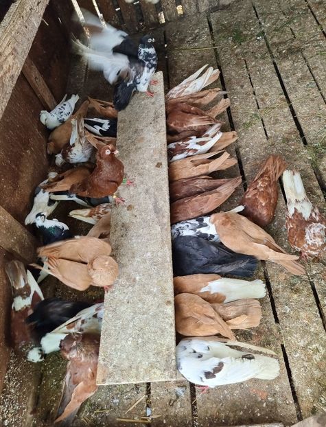  - 8-Jucatorii de Ardeal vechi