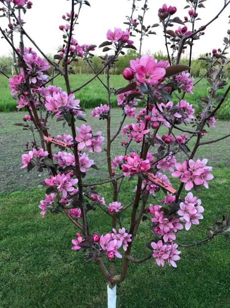 22 Aprilie 2023 - Redlove CIRCE ------ pulpa rosie