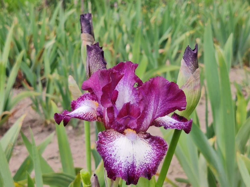 IB Prince of Burgundy - Irisi medii si inalti