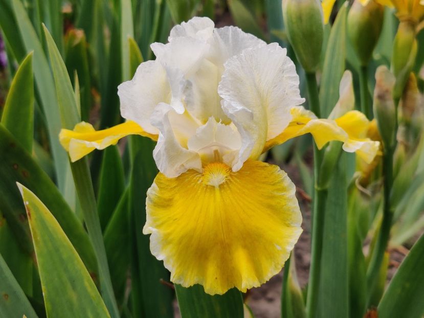 IB Protocol -parfumat - Irisi medii si inalti