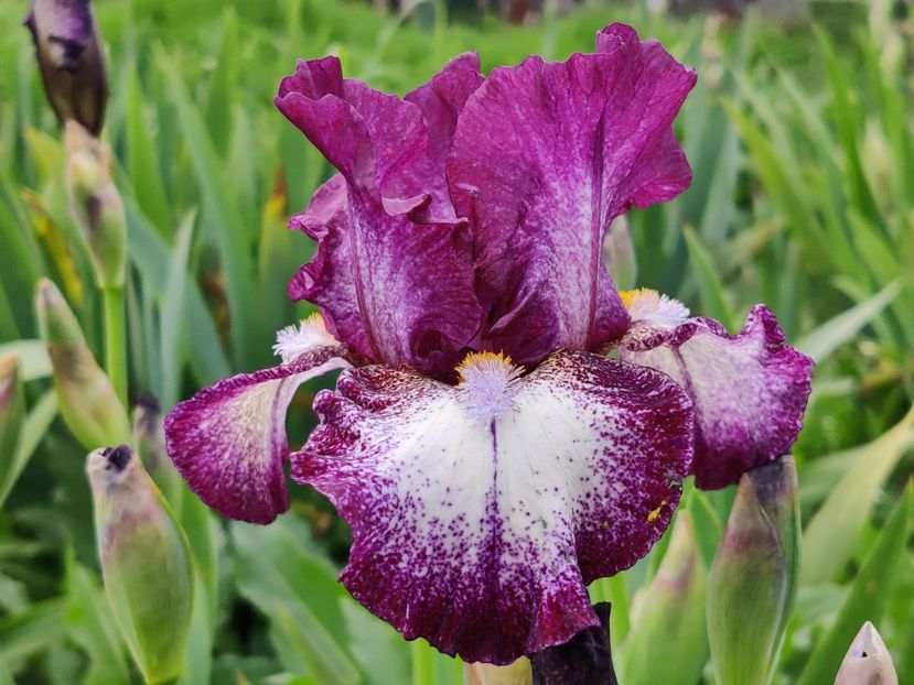 Prince of Burgundy - Irisi intermediari_IB