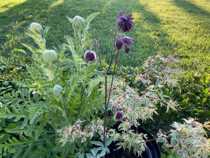 2D298E36-239F-4C6D-B475-9EEE66A510E2 - 01 Primăvara 2023