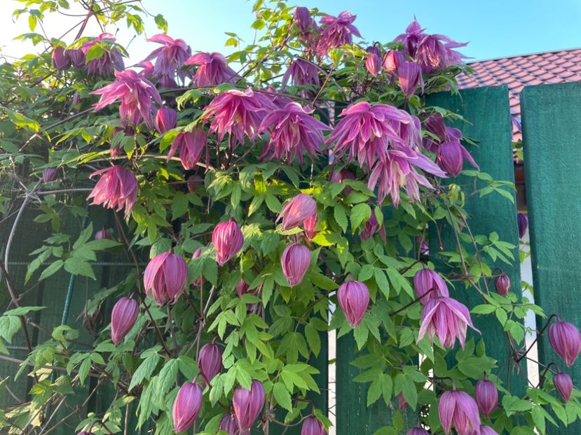 F9964AED-BB85-49BC-BB7A-4FF8E2ECA525 - 01 Primăvara 2023